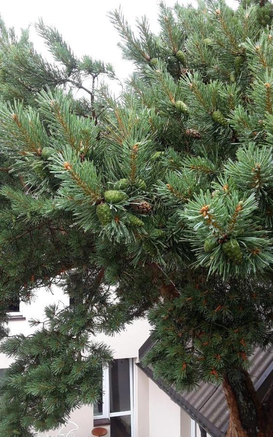 Appartamento Netoli Parko Palanga Esterno foto